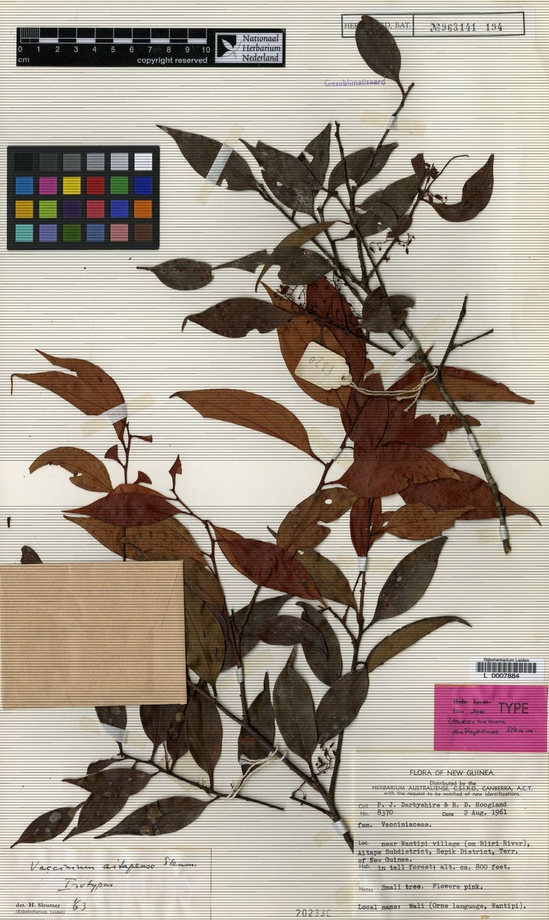 Vaccinium aitapense