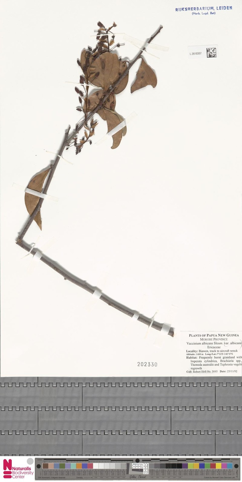 Vaccinium albicans photo 2