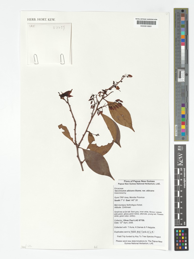 Vaccinium albicans photo 5