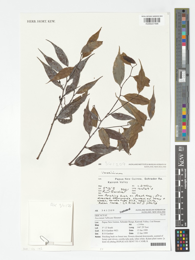 Vaccinium albicans photo 6