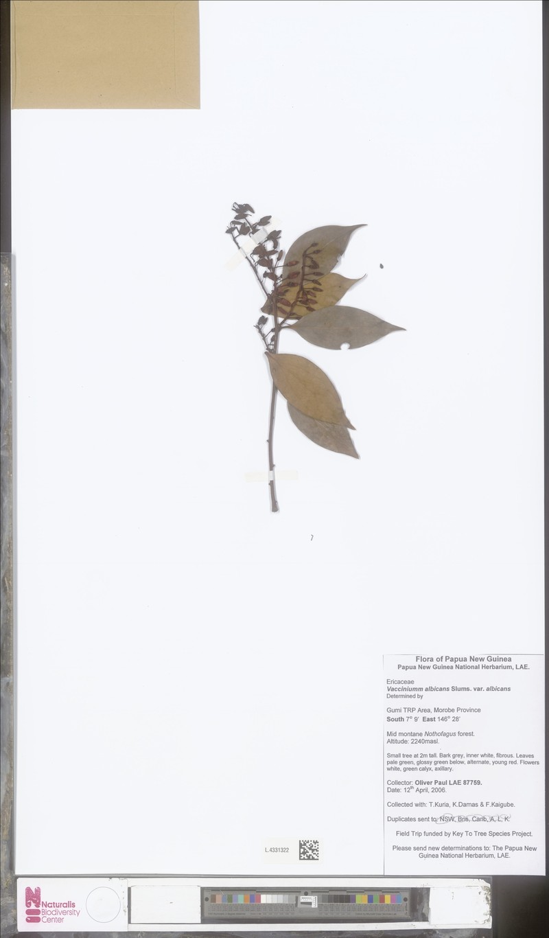 Vaccinium albicans var. albicans