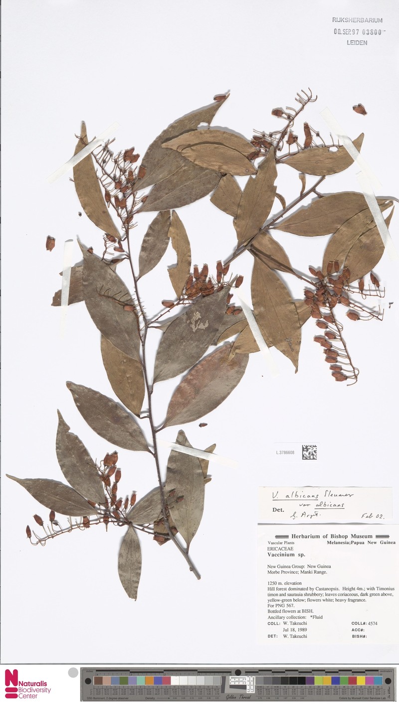 Vaccinium albicans var. albicans photo 2
