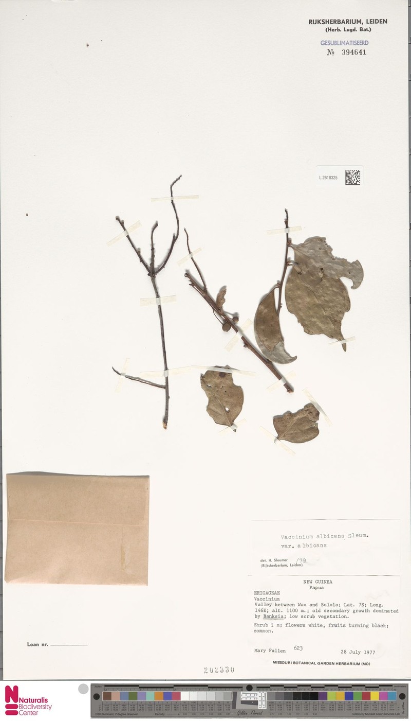 Vaccinium albicans var. albicans photo 4