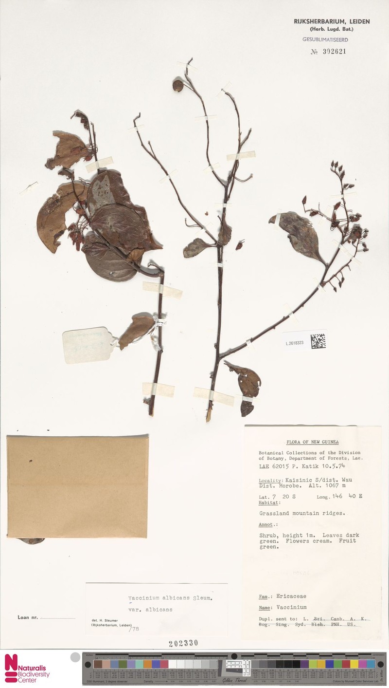 Vaccinium albicans var. albicans photo 5