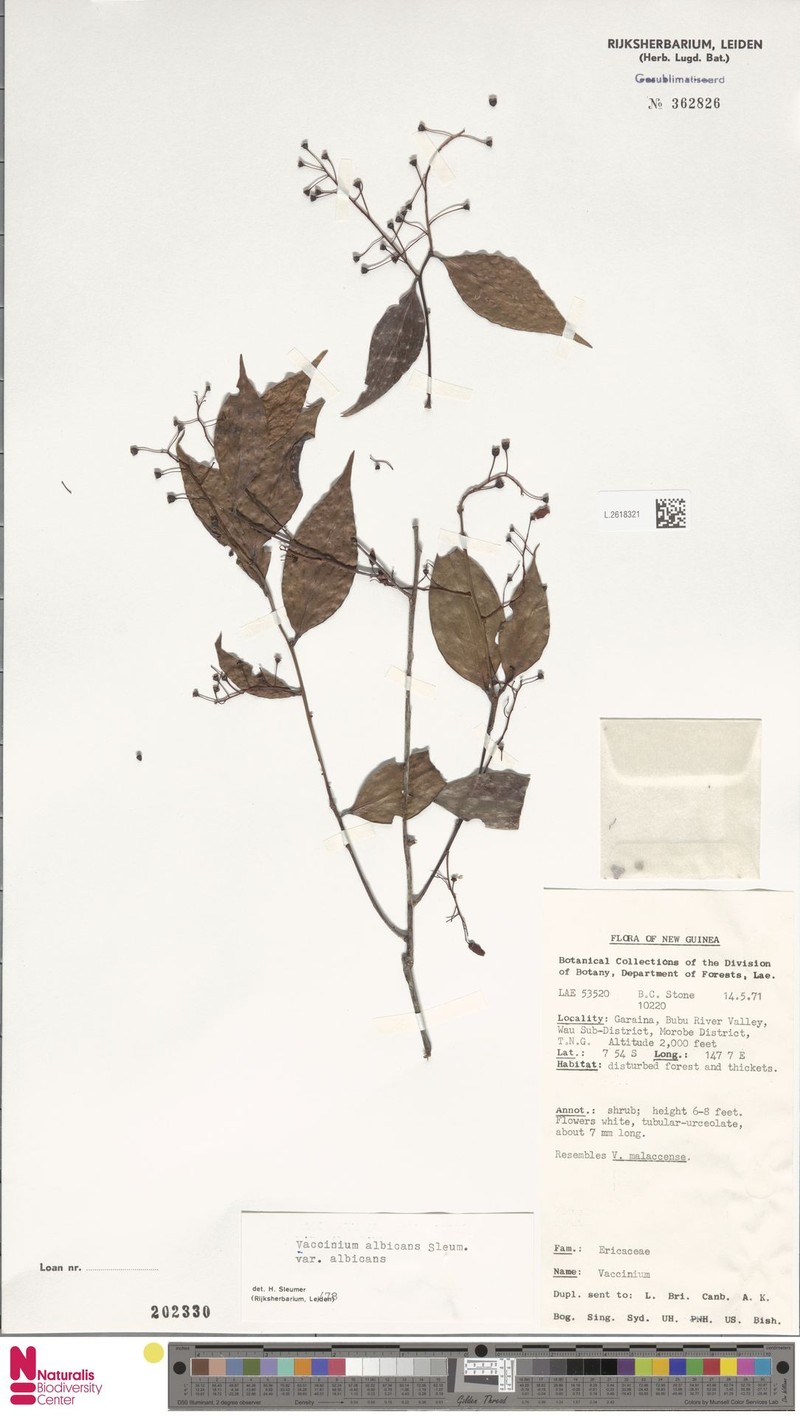 Vaccinium albicans var. albicans photo 6