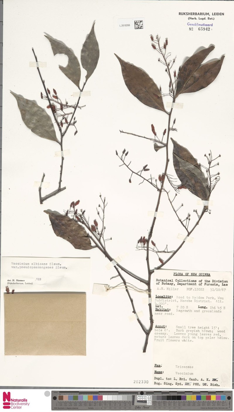 Vaccinium albicans var. pseudopsammogenes