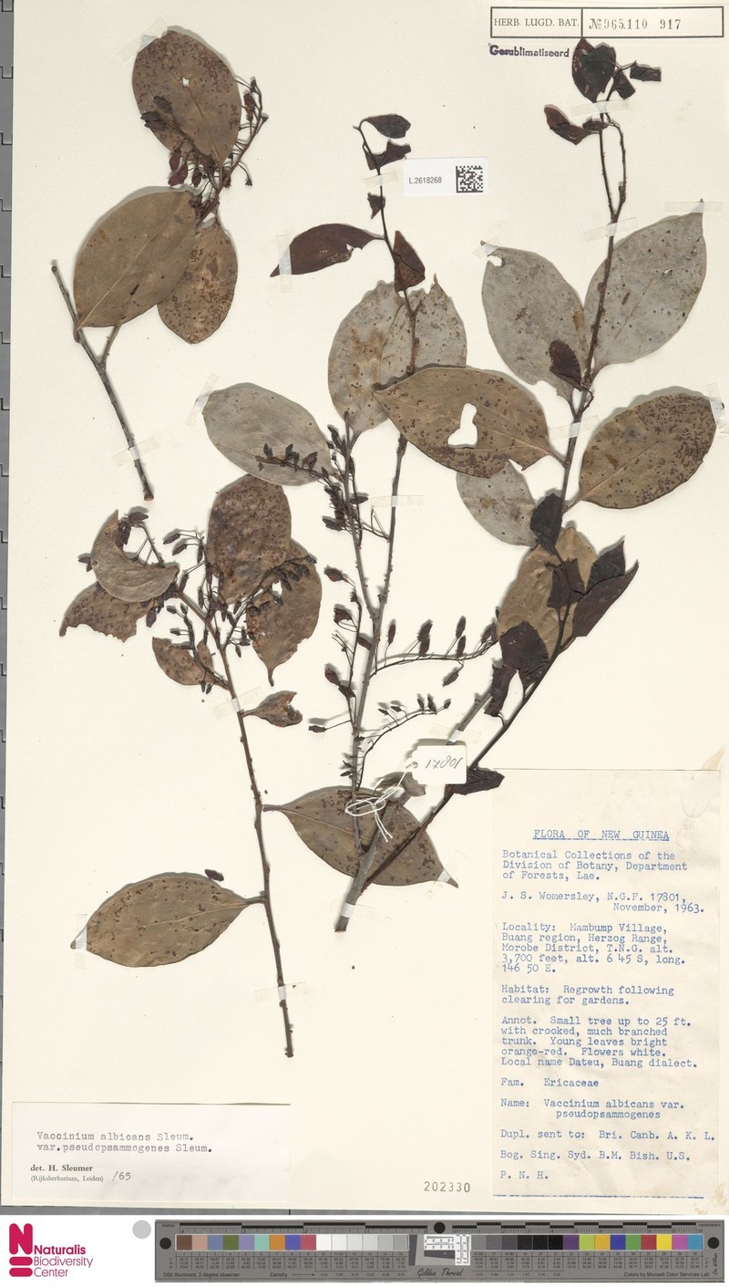 Vaccinium albicans var. pseudopsammogenes photo 2
