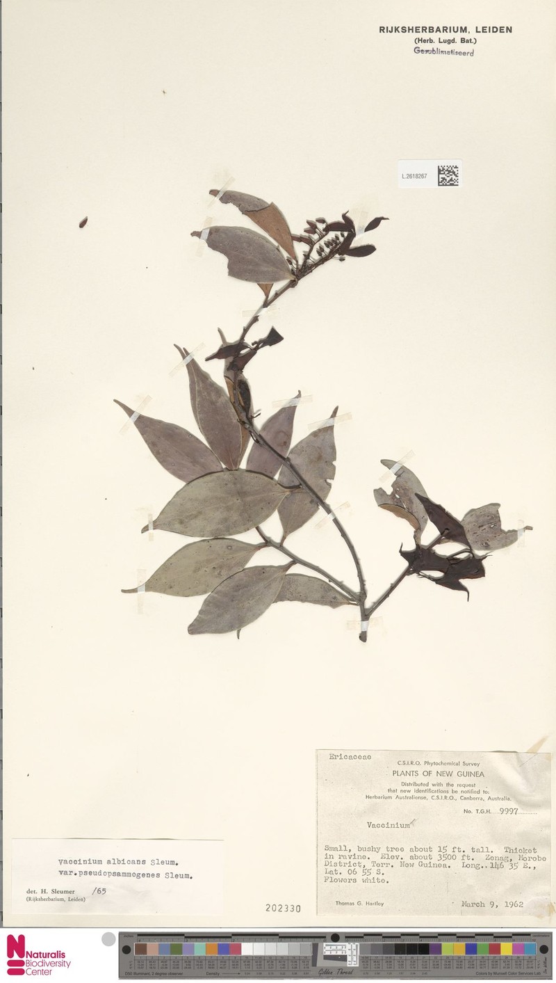 Vaccinium albicans var. pseudopsammogenes photo 3
