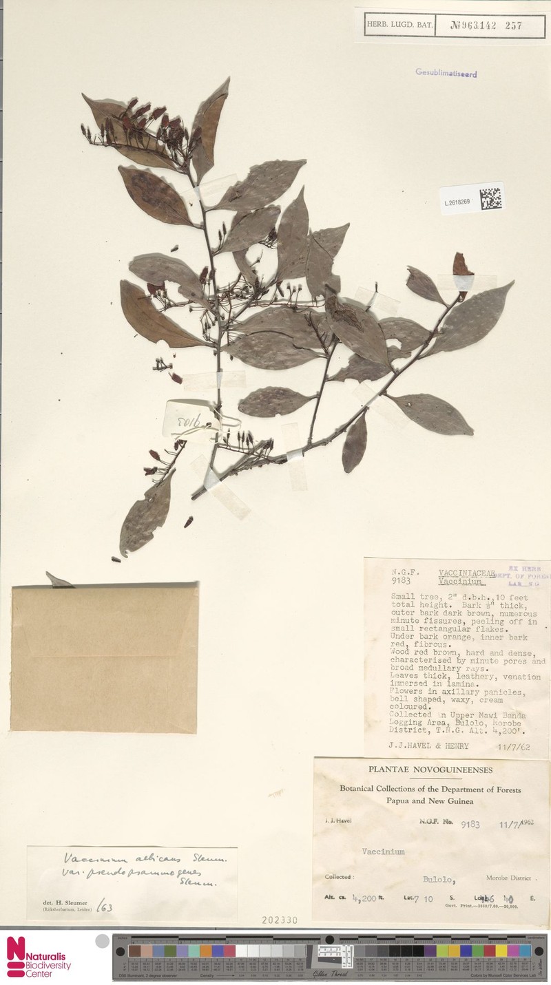 Vaccinium albicans var. pseudopsammogenes photo 4