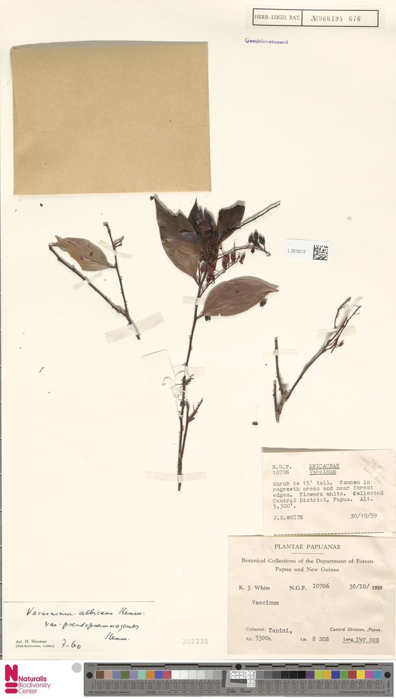 Vaccinium albicans var. pseudopsammogenes photo 5