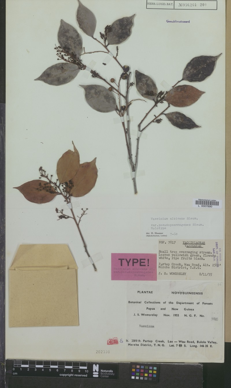Vaccinium albicans var. pseudopsammogenes photo 6
