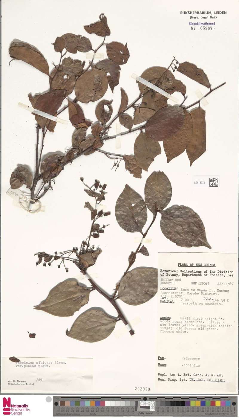 Vaccinium albicans var. pubens