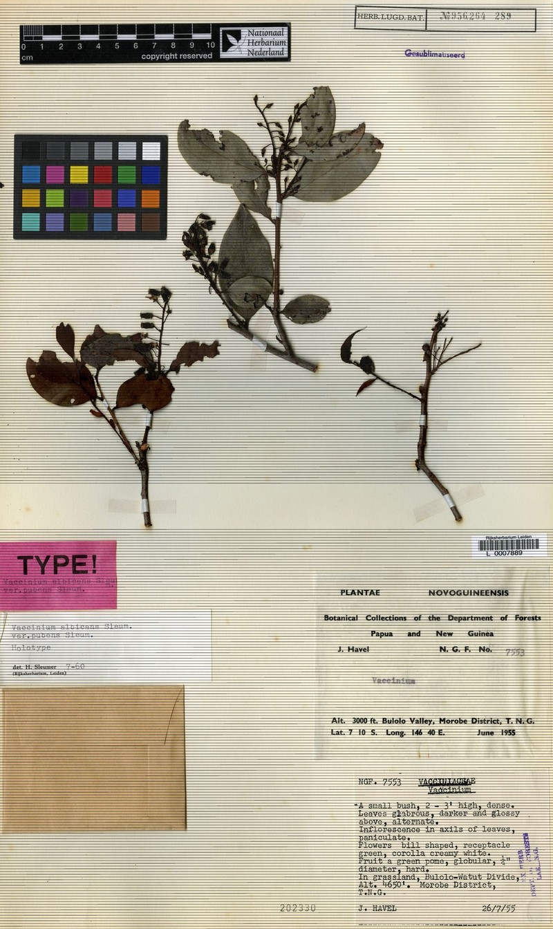 Vaccinium albicans var. pubens photo 2