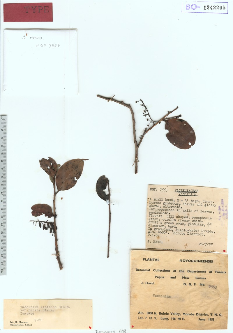 Vaccinium albicans var. pubens photo 3
