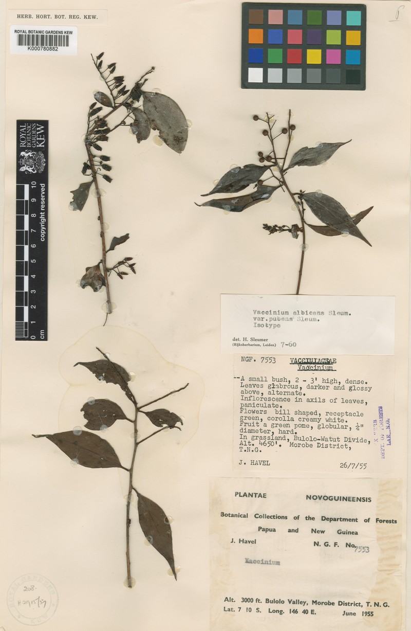 Vaccinium albicans var. pubens photo 4