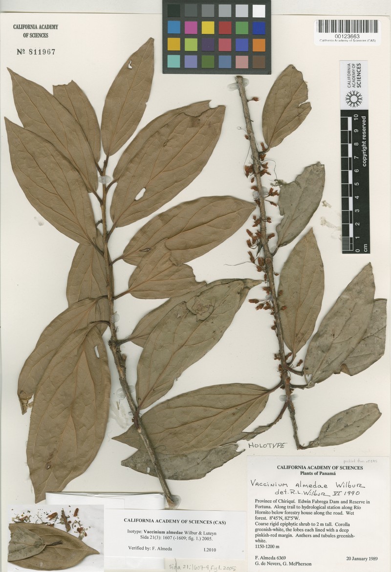Vaccinium almedae