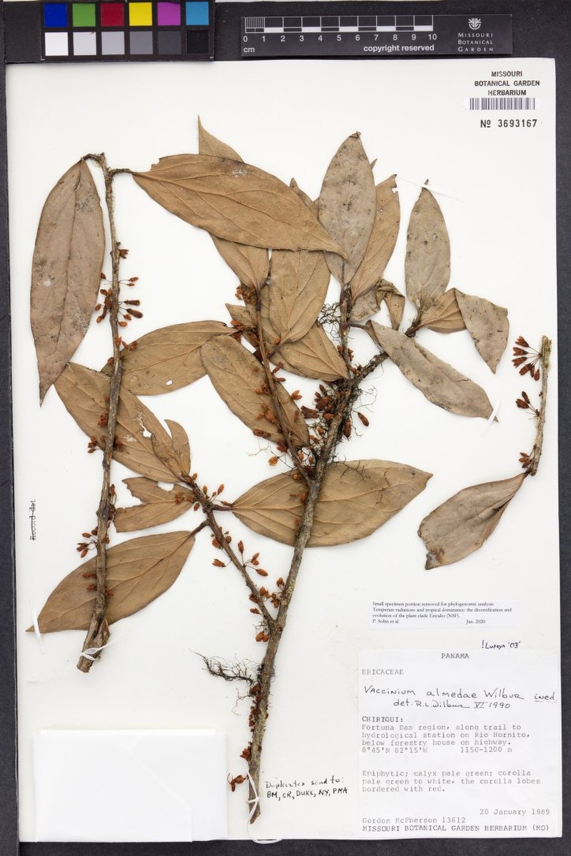 Vaccinium almedae photo 2