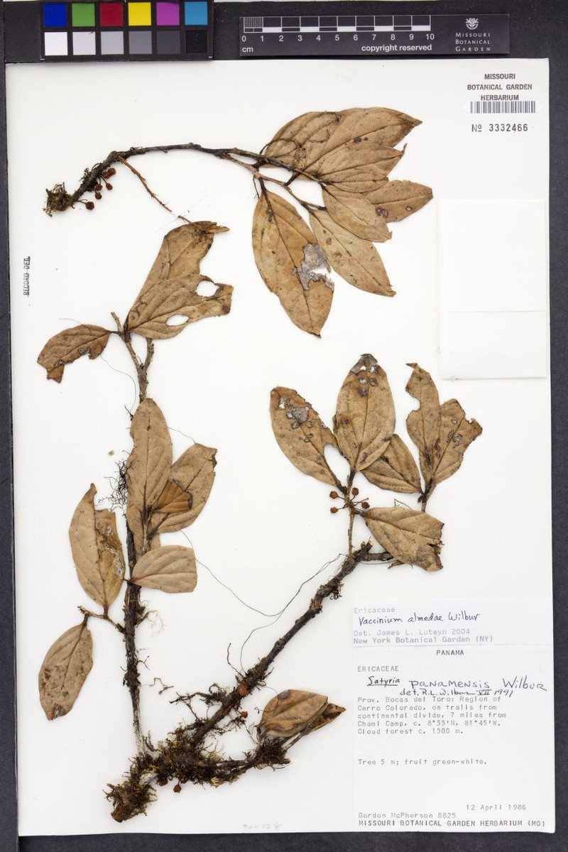 Vaccinium almedae photo 3