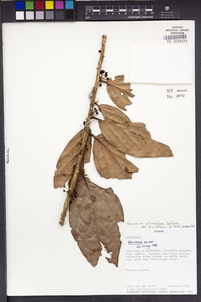 Vaccinium almedae photo 4