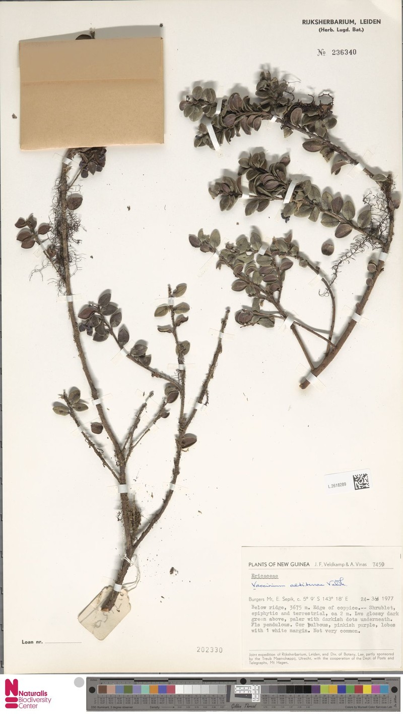 Vaccinium altiterrae
