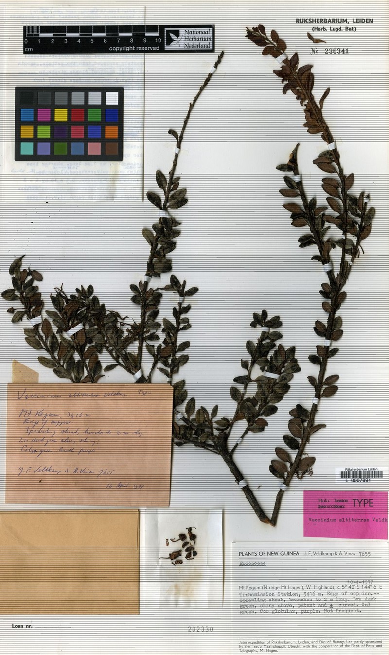 Vaccinium altiterrae photo 2