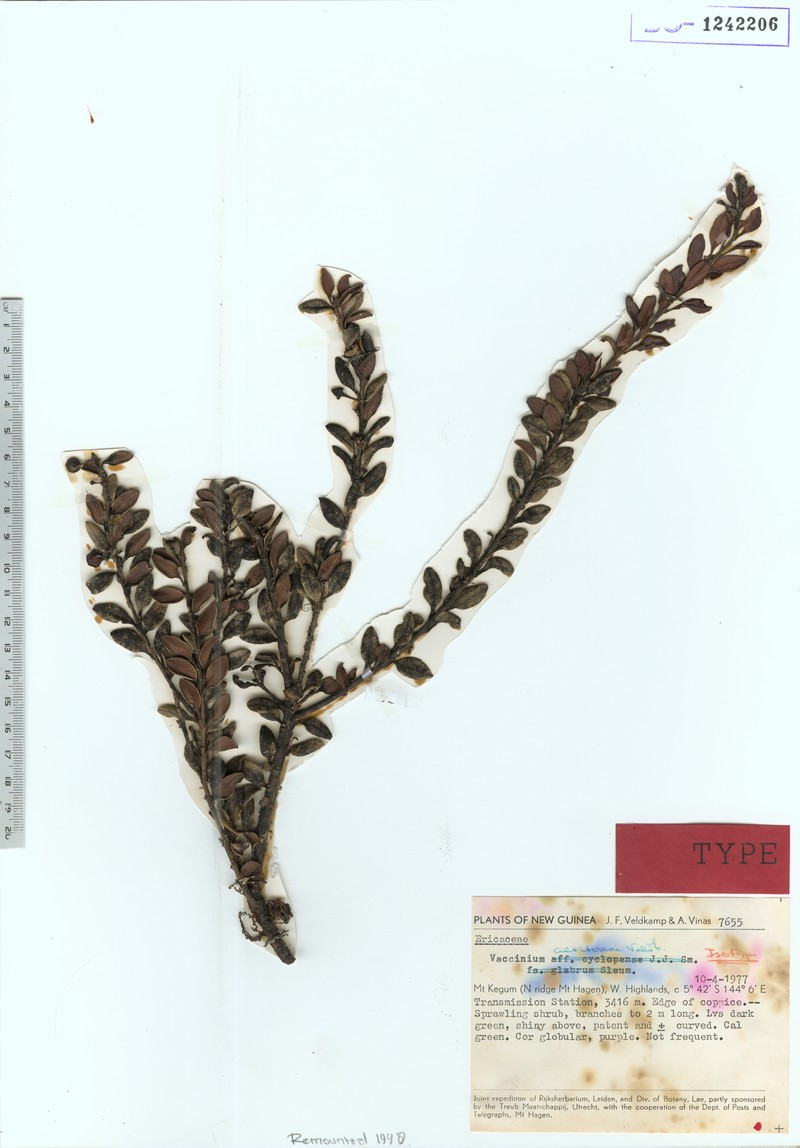 Vaccinium altiterrae photo 4