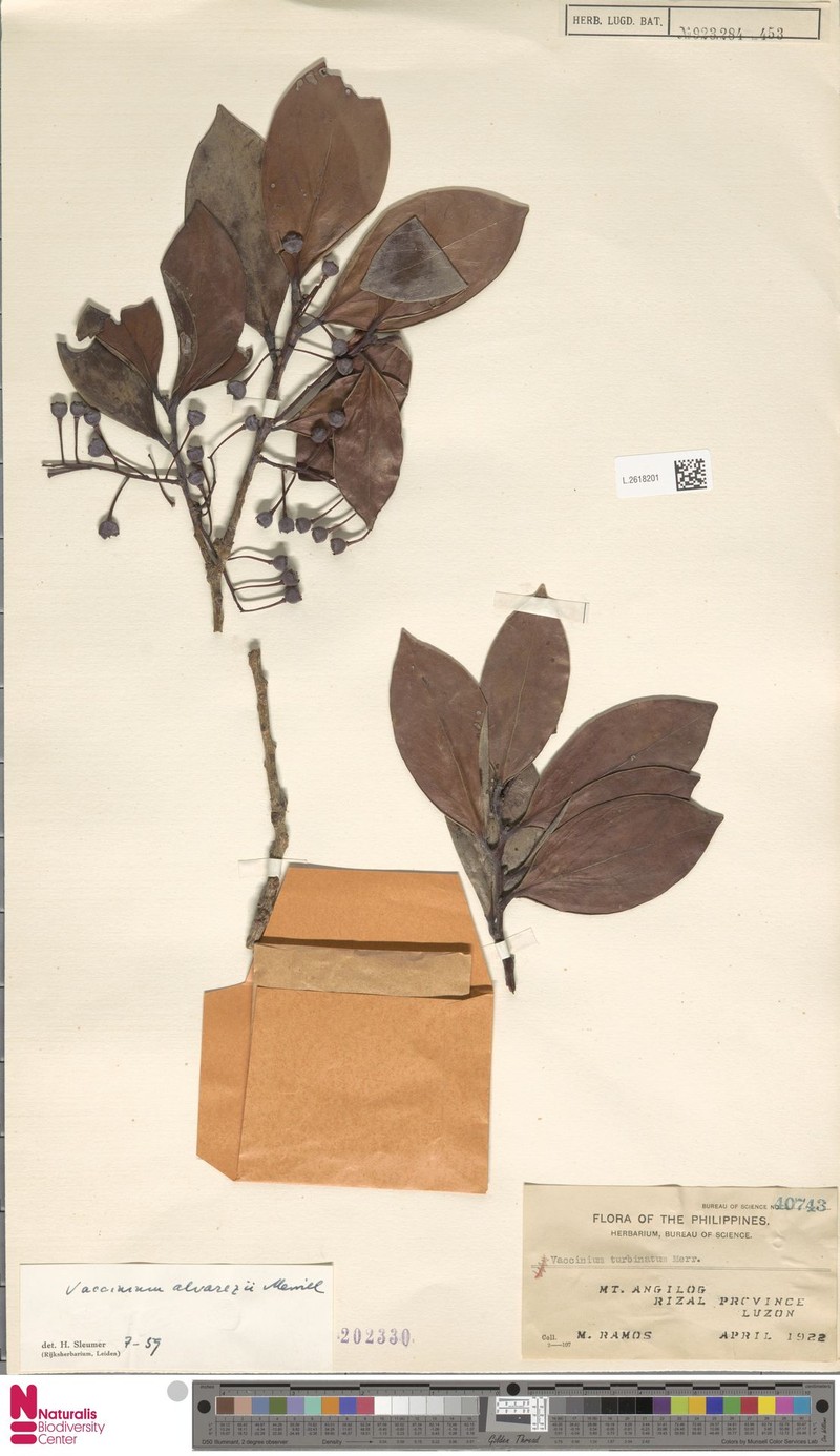 Vaccinium alvarezii photo 2