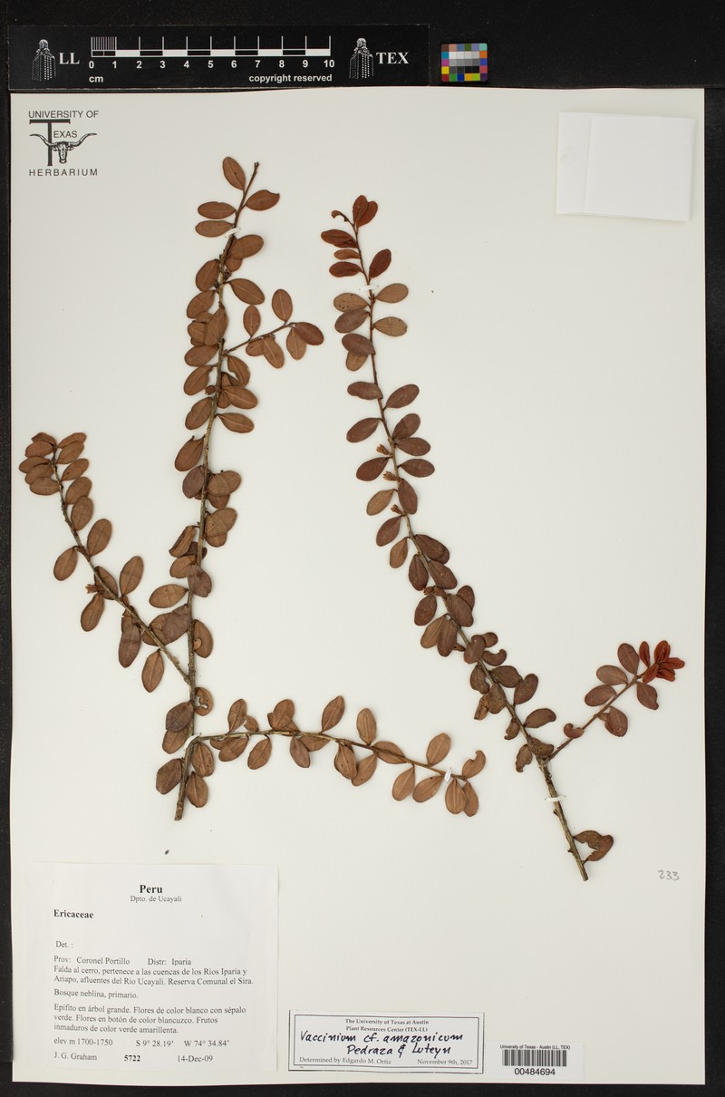 Vaccinium amazonicum
