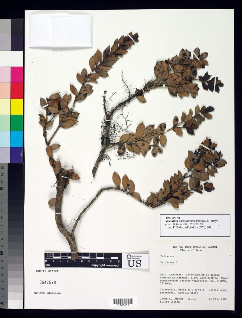 Vaccinium amazonicum photo 2