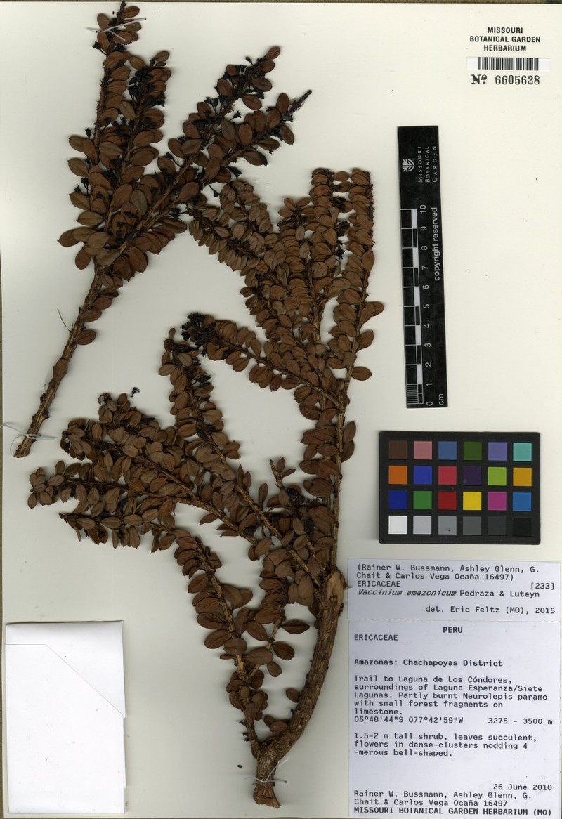 Vaccinium amazonicum photo 4