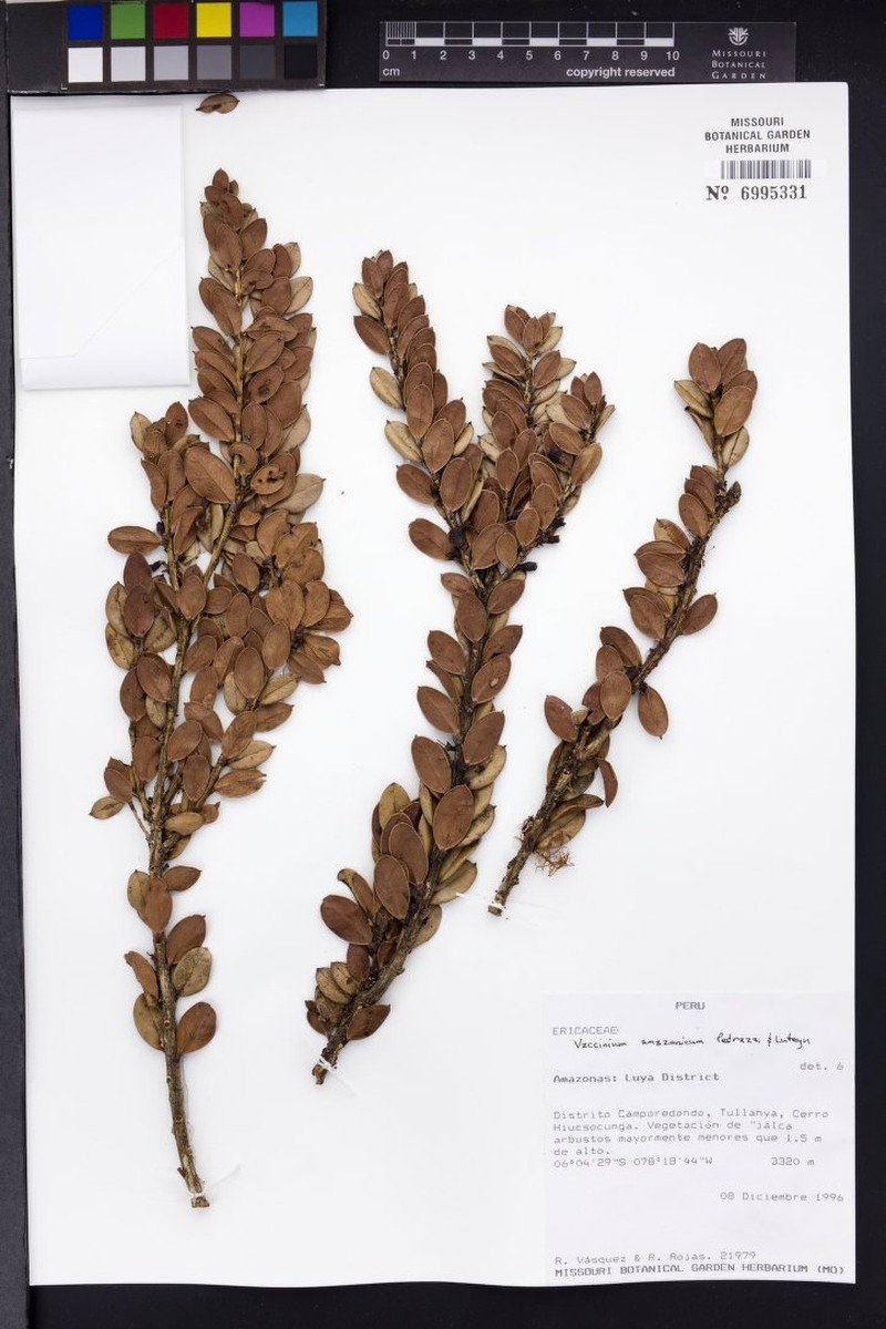 Vaccinium amazonicum photo 5