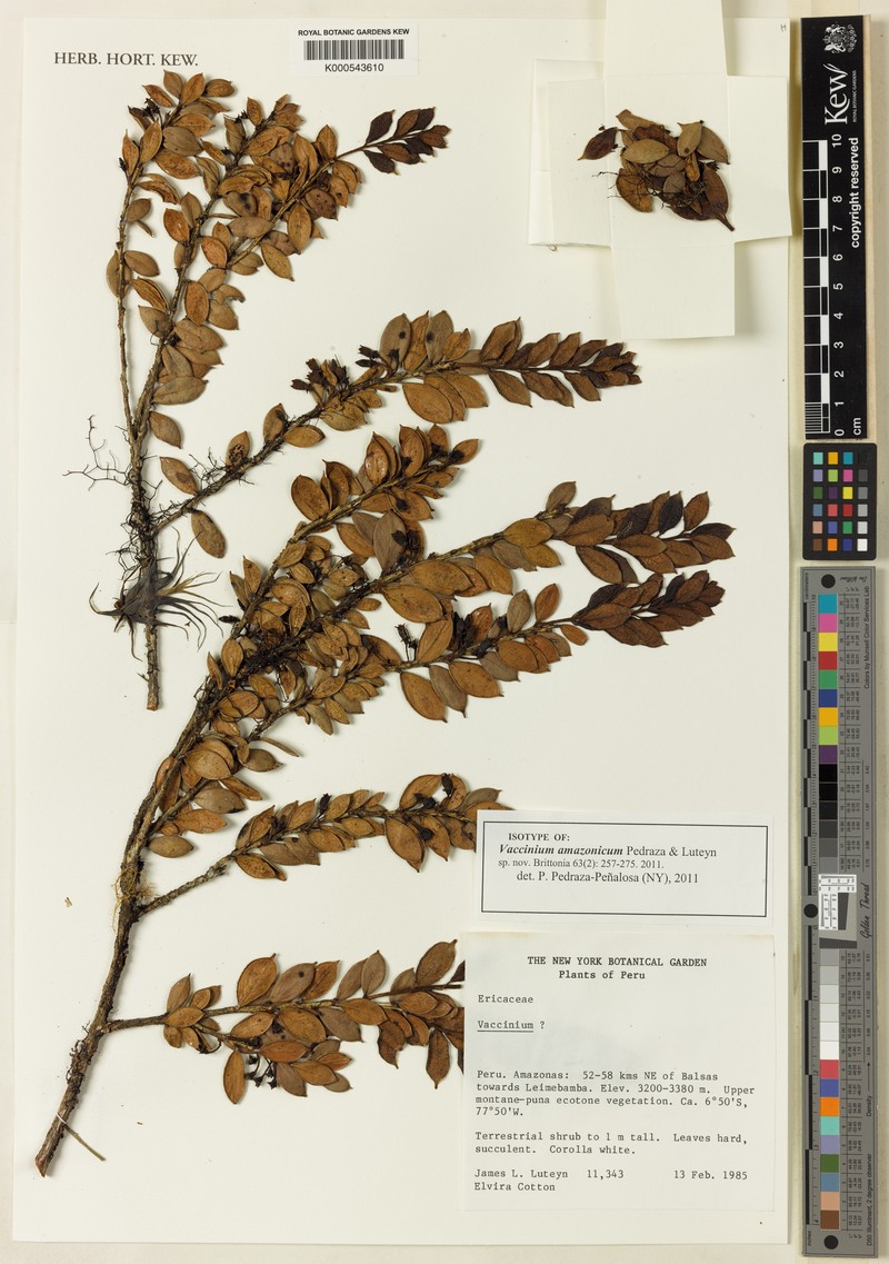 Vaccinium amazonicum photo 6