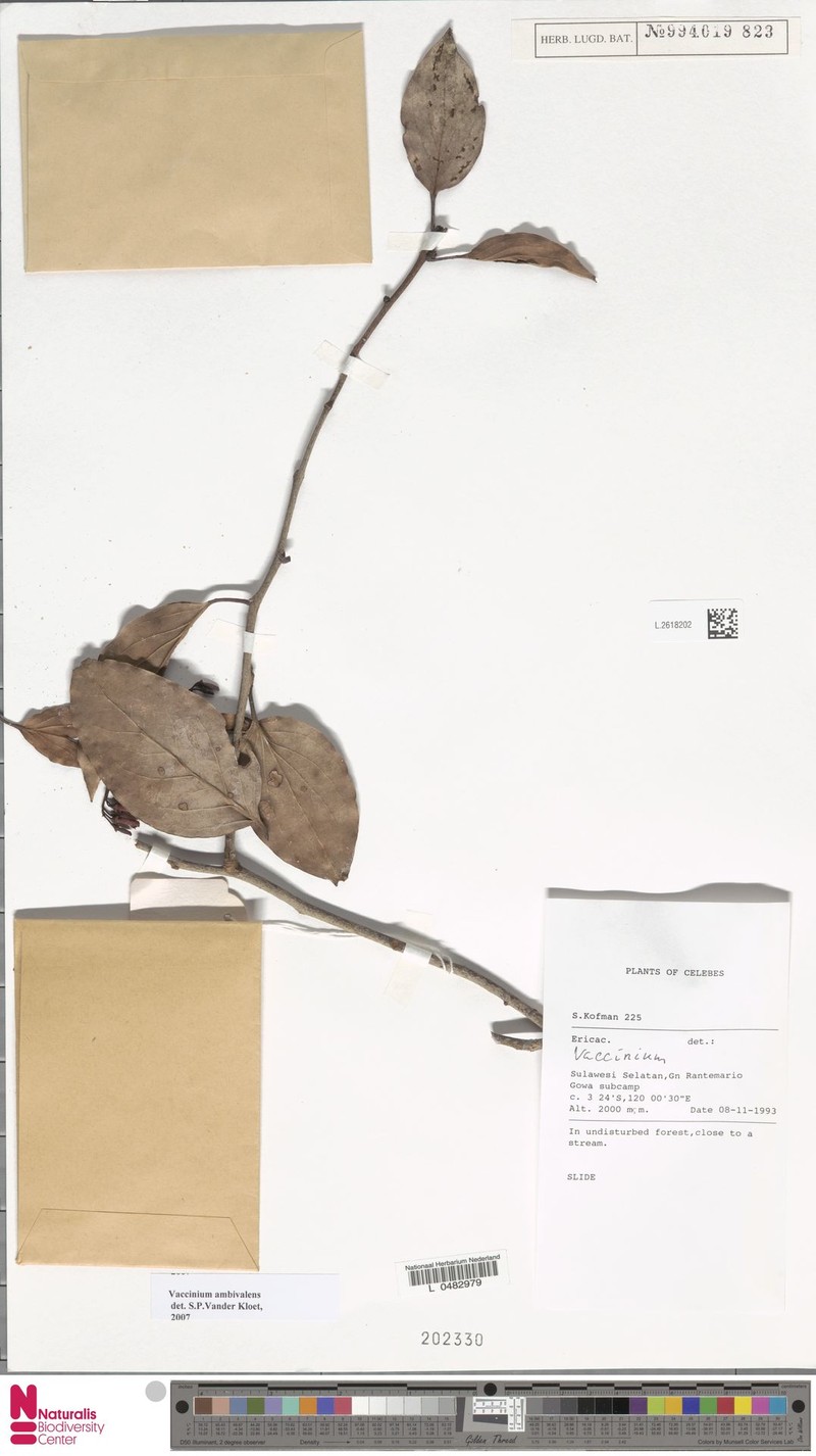 Vaccinium ambivalens