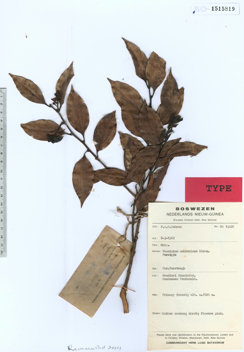 Vaccinium ambivalens photo 2