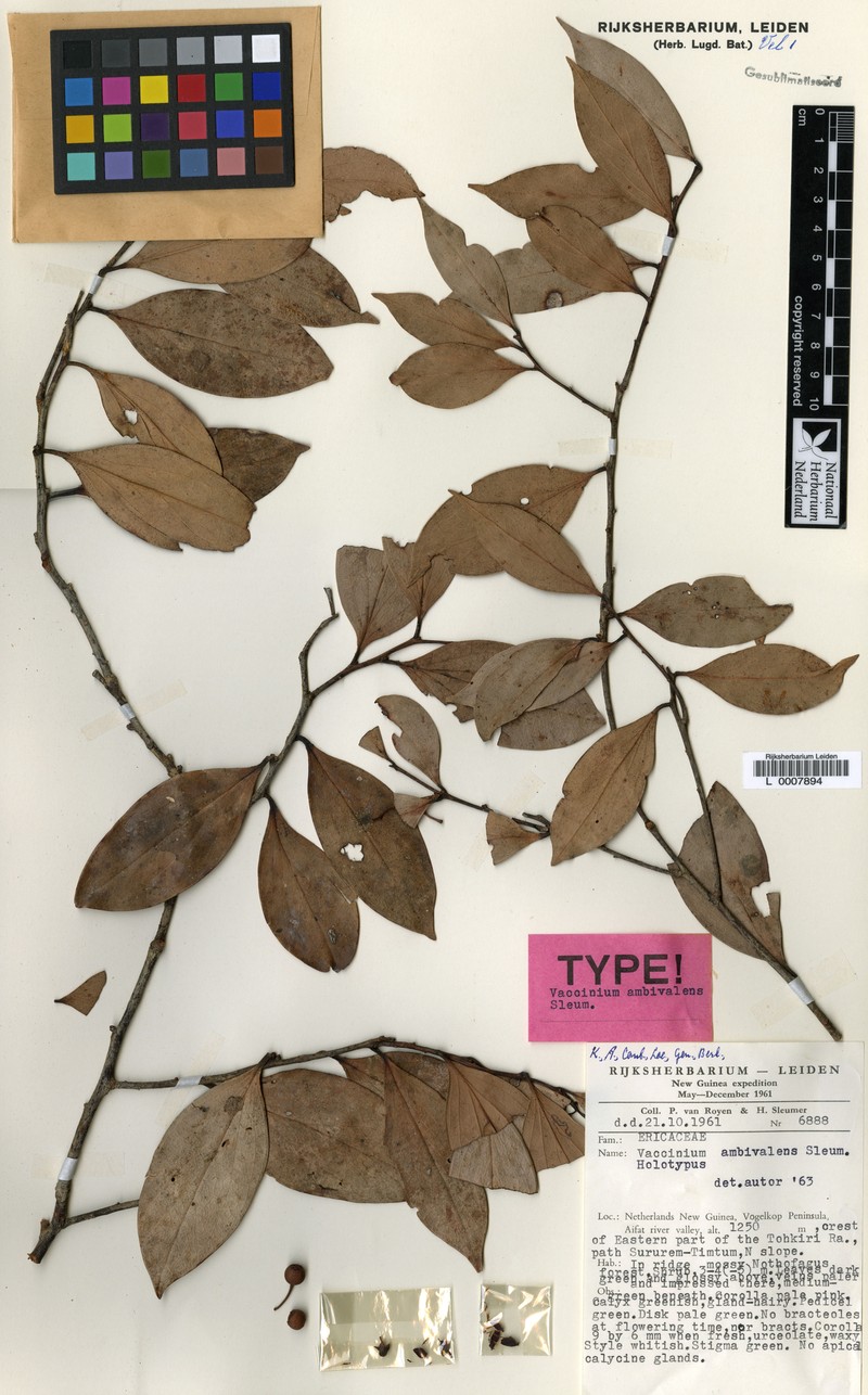Vaccinium ambivalens photo 3