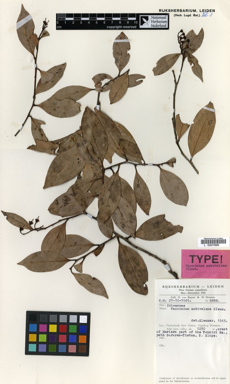 Vaccinium ambivalens photo 4
