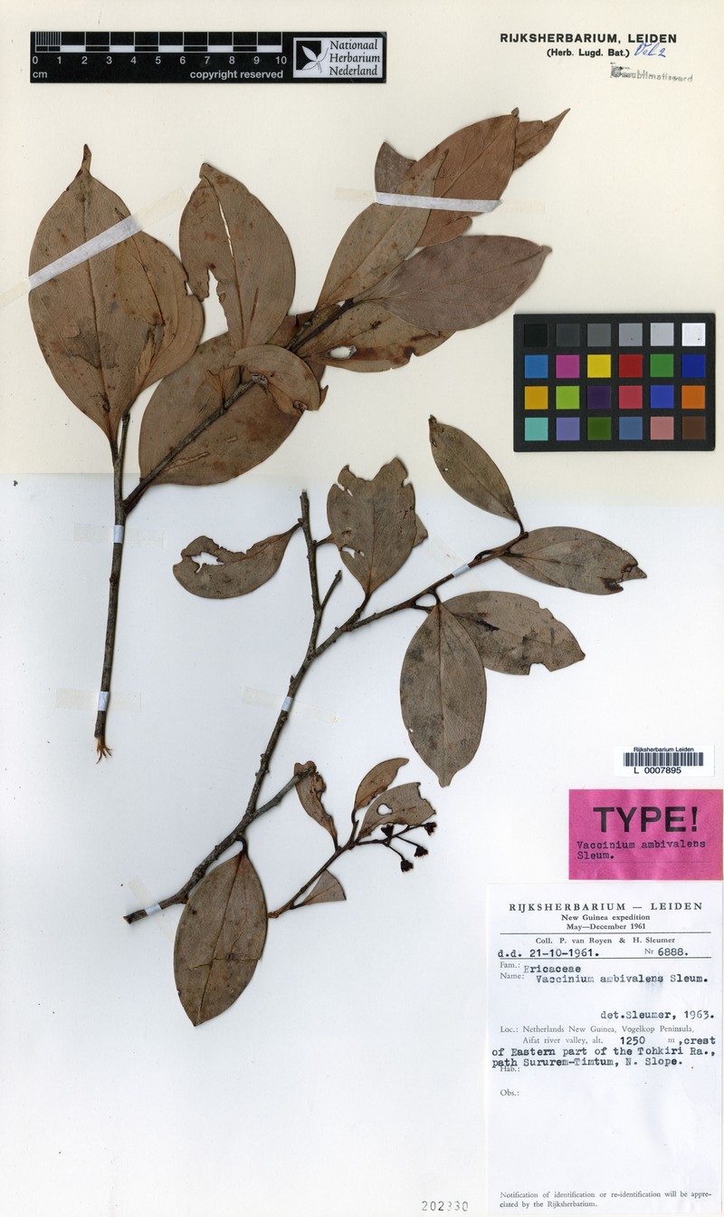 Vaccinium ambivalens photo 5