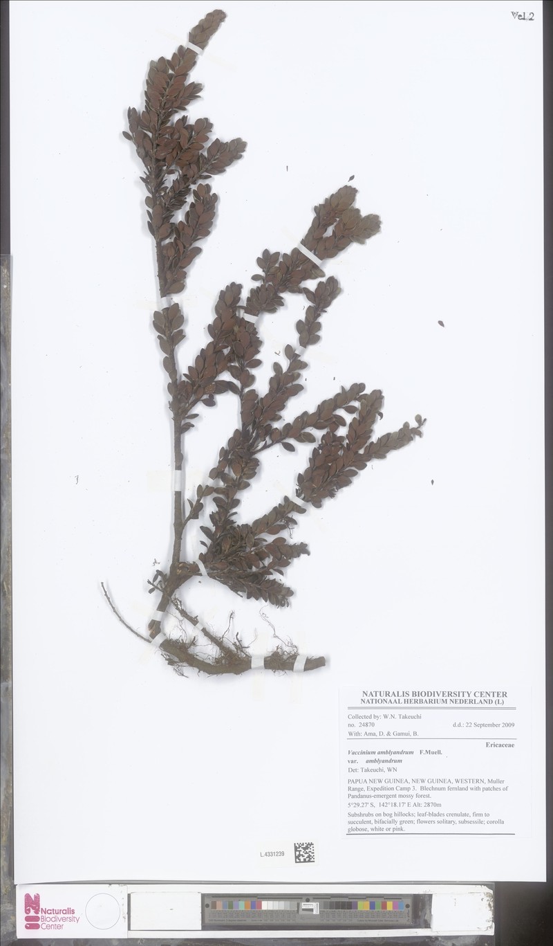 Vaccinium amblyandrum