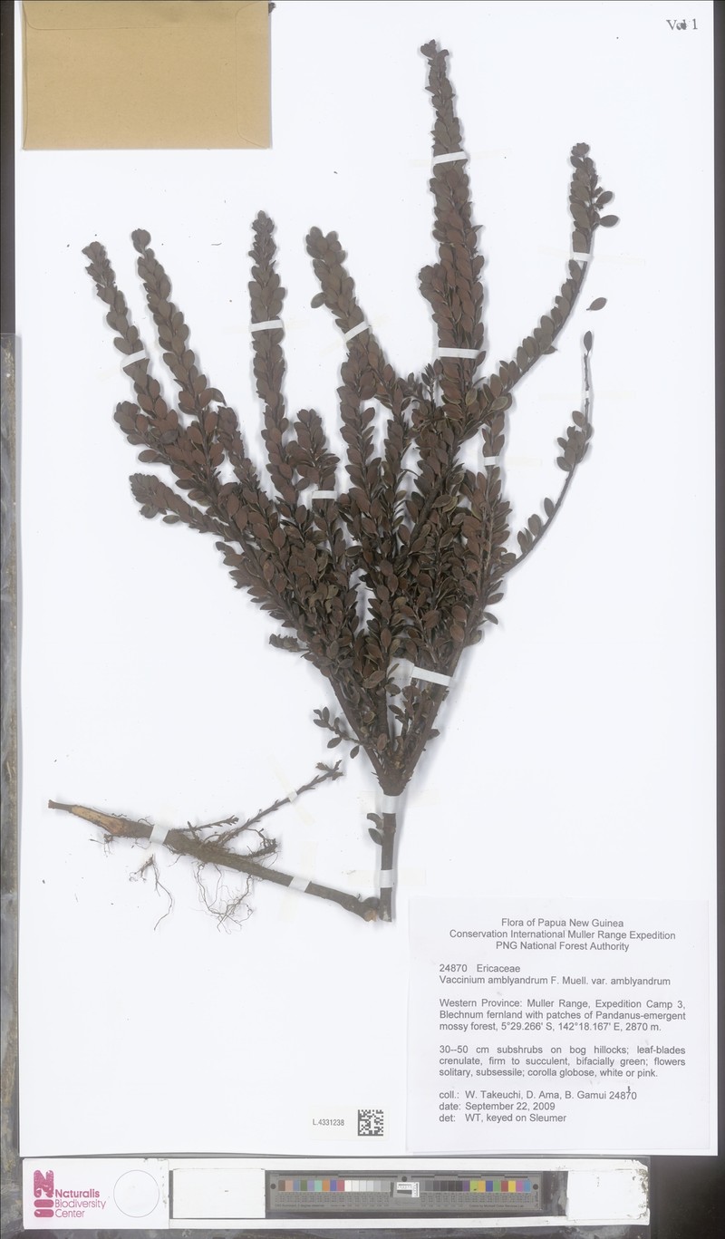 Vaccinium amblyandrum photo 2
