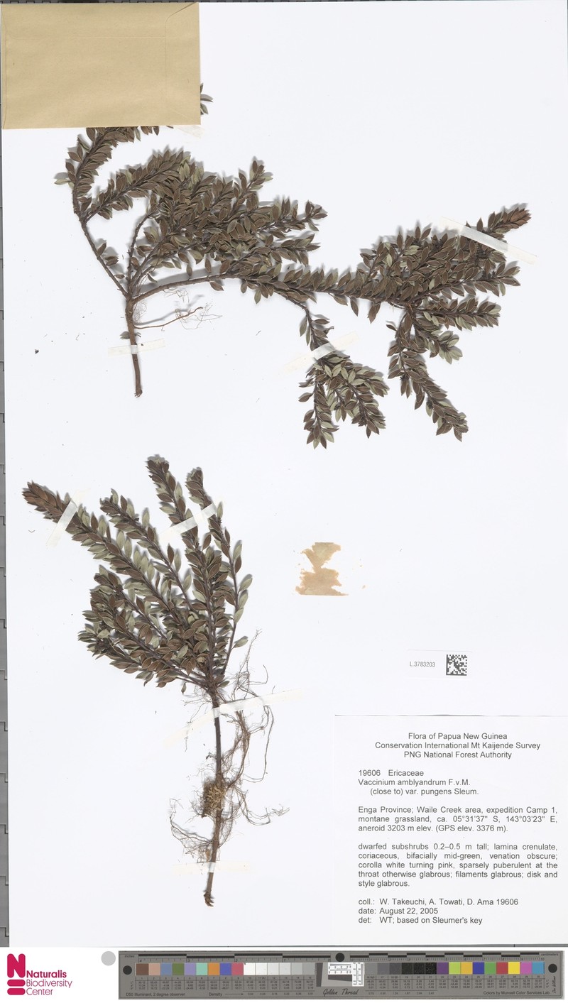 Vaccinium amblyandrum photo 3