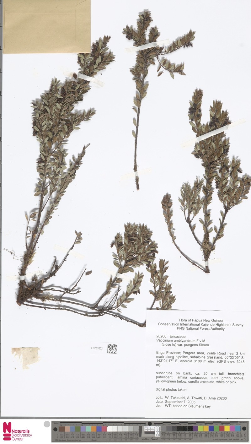 Vaccinium amblyandrum photo 4