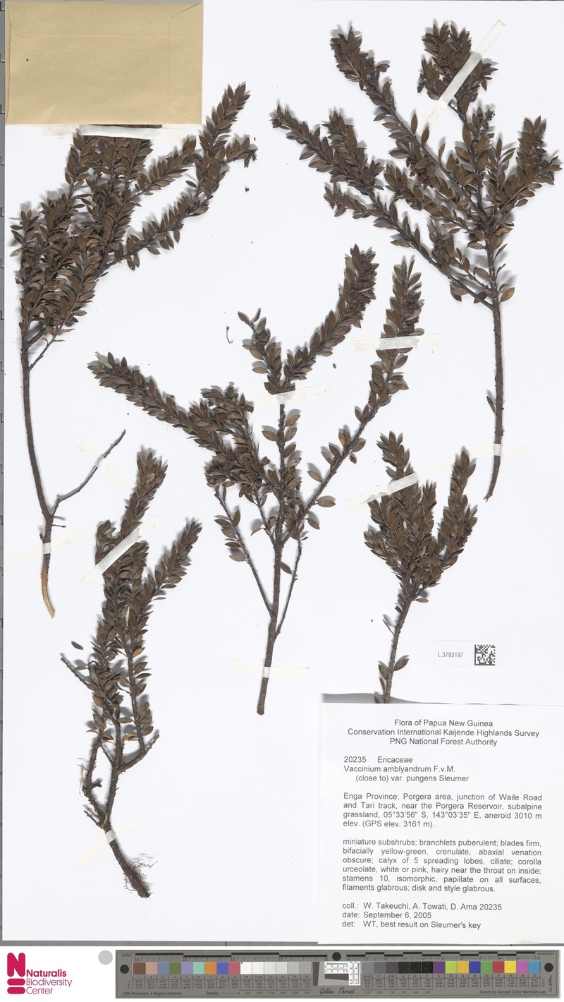 Vaccinium amblyandrum photo 5