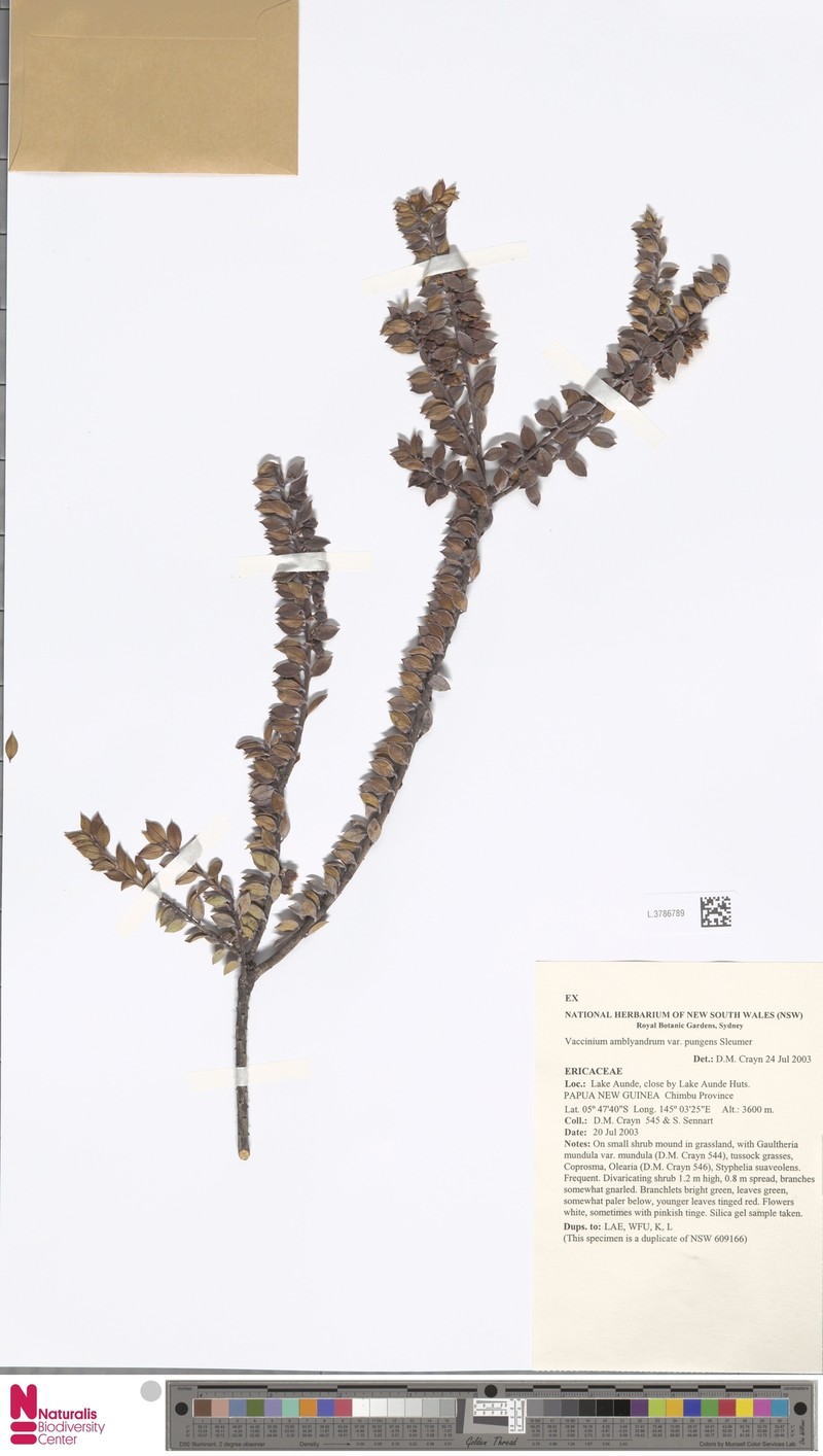Vaccinium amblyandrum photo 6