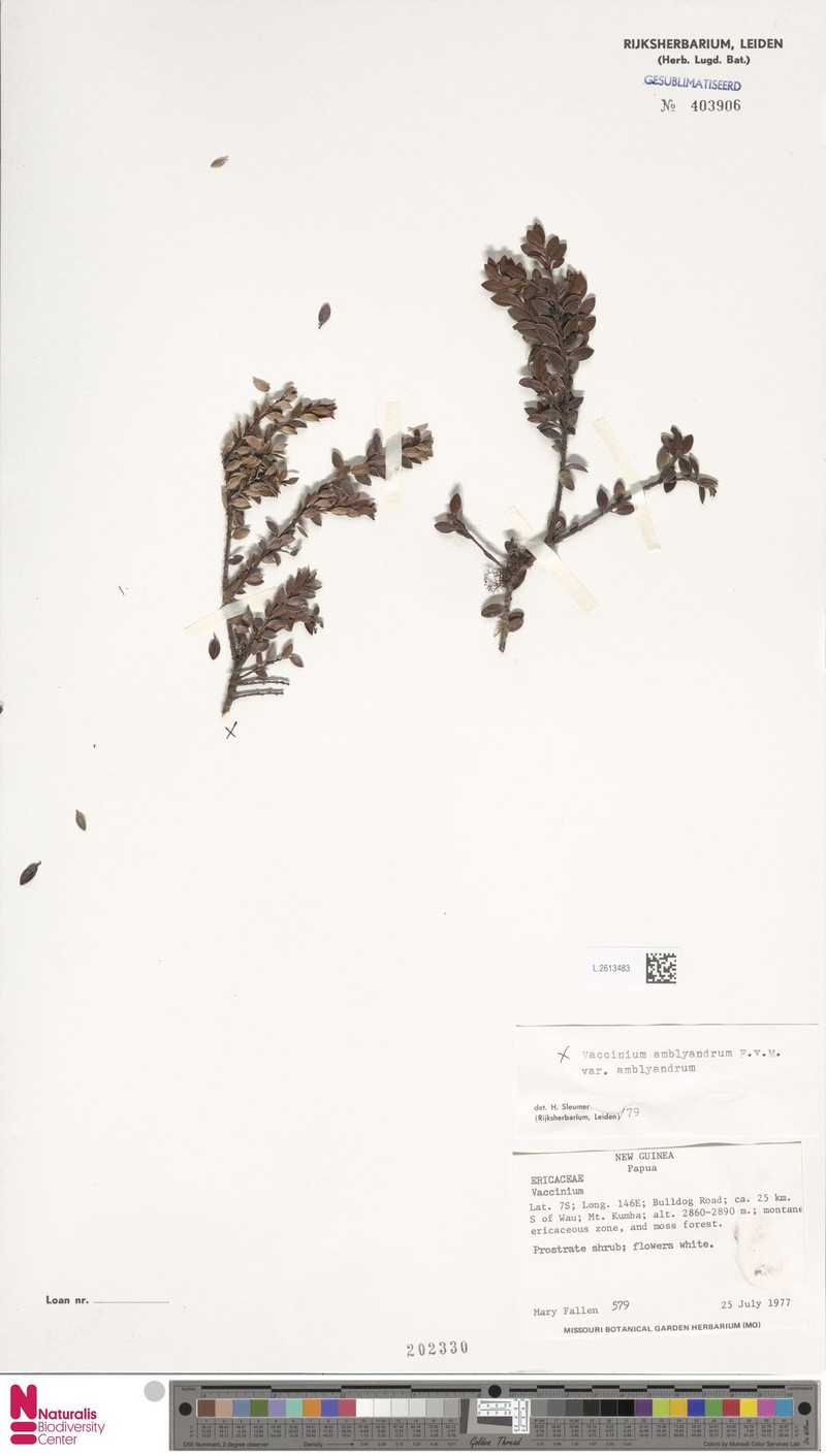 Vaccinium amblyandrum var. amblyandrum photo 3