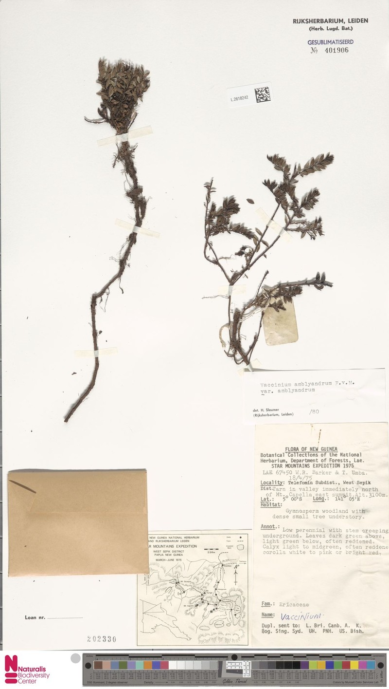 Vaccinium amblyandrum var. amblyandrum photo 4