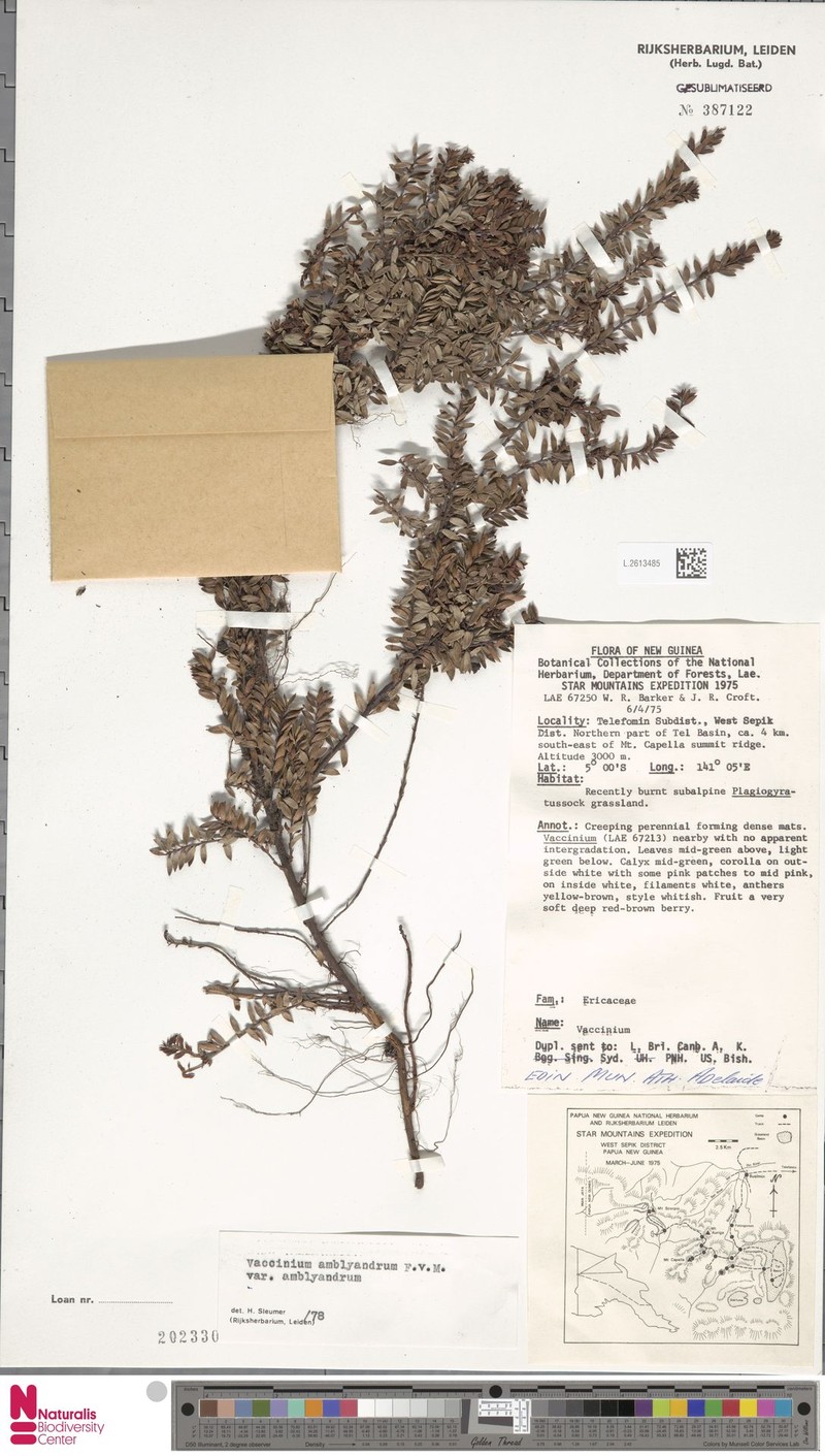 Vaccinium amblyandrum var. amblyandrum photo 5