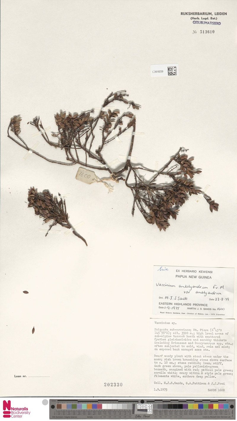 Vaccinium amblyandrum var. amblyandrum photo 8