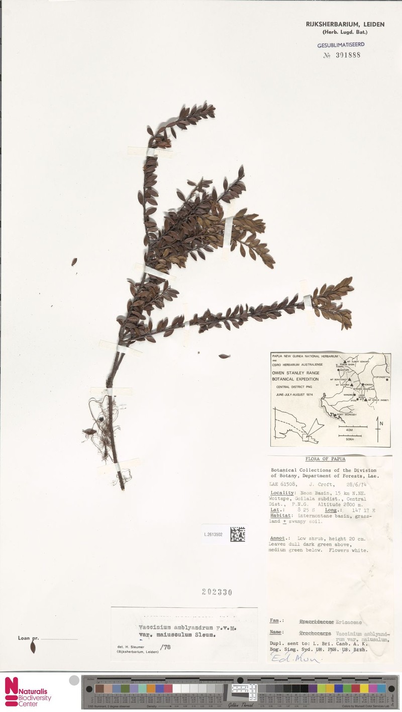 Vaccinium amblyandrum var. maiusculum