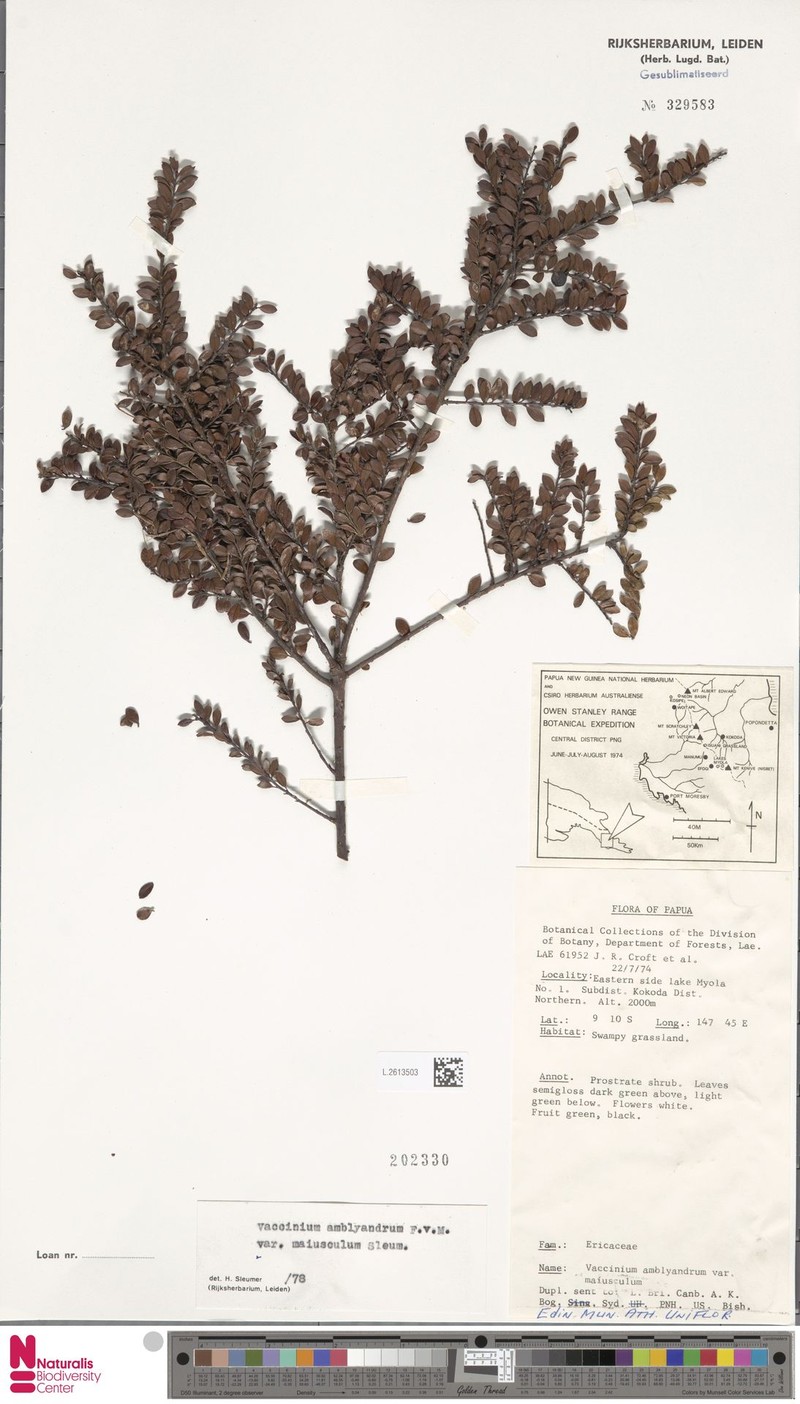 Vaccinium amblyandrum var. maiusculum photo 2