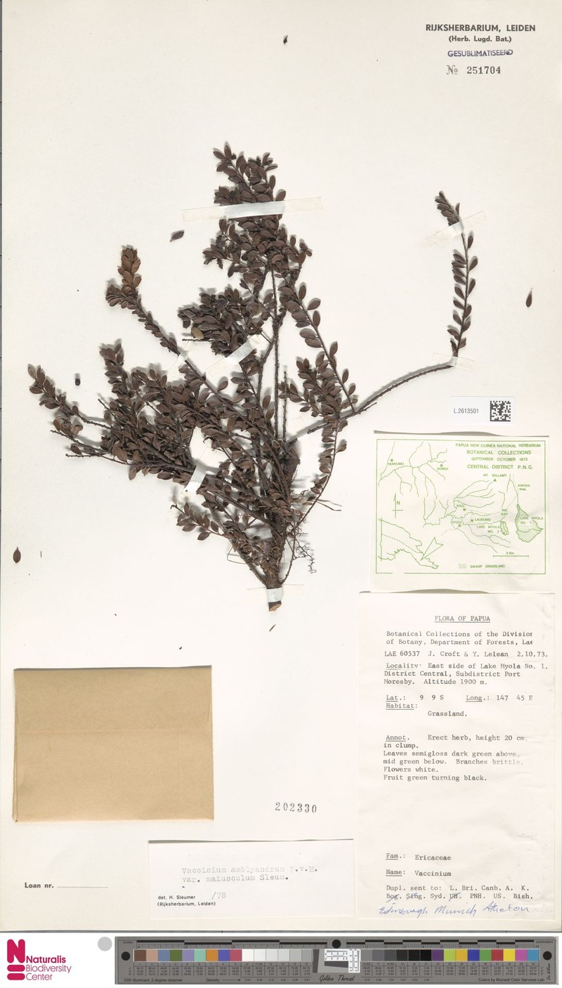 Vaccinium amblyandrum var. maiusculum photo 3